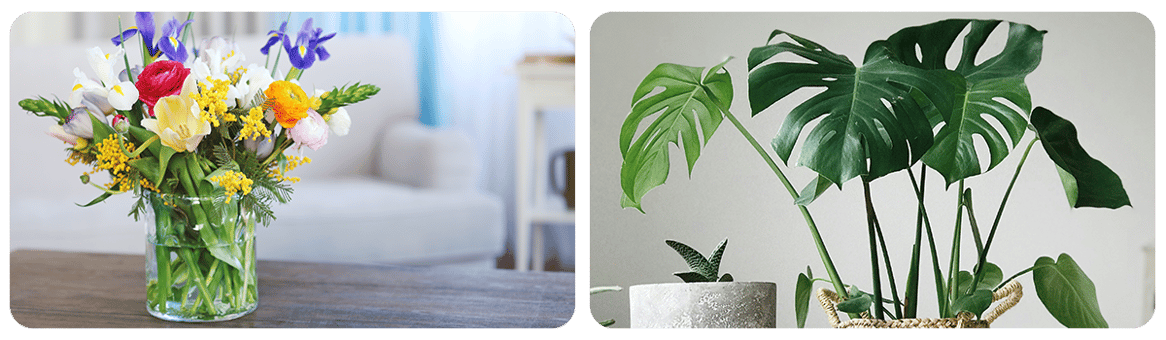 home_interiors_plants